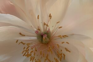 Inner Tide ~ Internal Pelvic Attunement Series ~ Bliss Body & Cervical Dearmouring. Early 2027.
