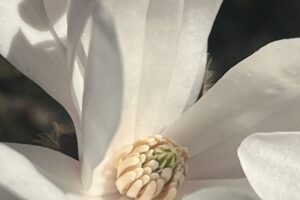 Internal Pelvic Attunement Series: Level 1 (Attuning to Your Inner Tide) (September)