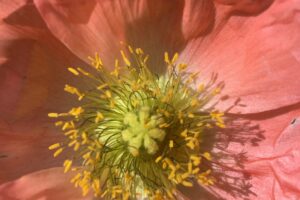 Internal Pelvic Attunement Series: Level 2 (Energetic Patterns, Receptivity & Listening) (October)