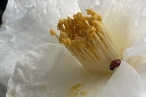Internal Pelvic Attunement Series: Level 3 (Introduction to Ancestral Healing) (November)